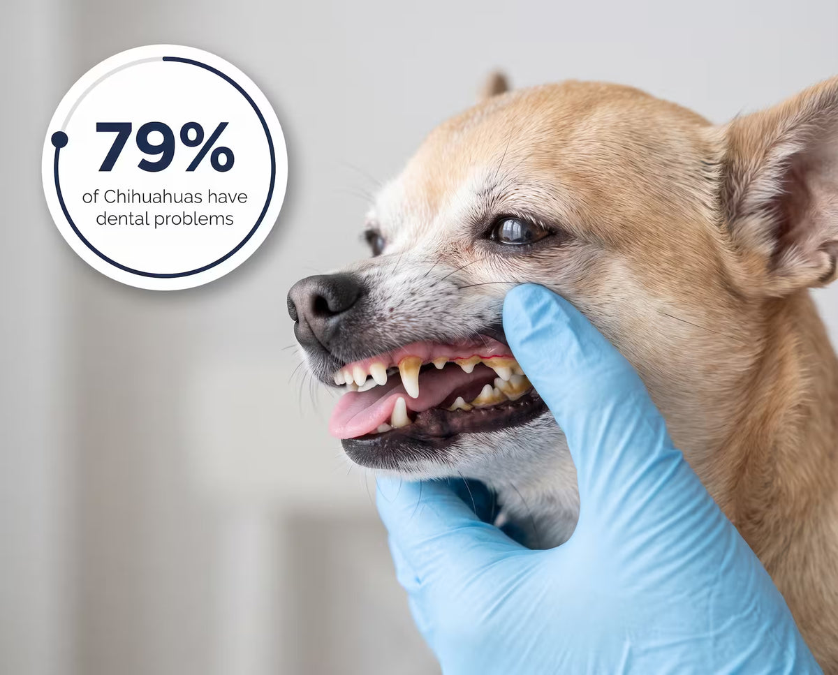 A senior Chihuahua’s tartar at the gum line