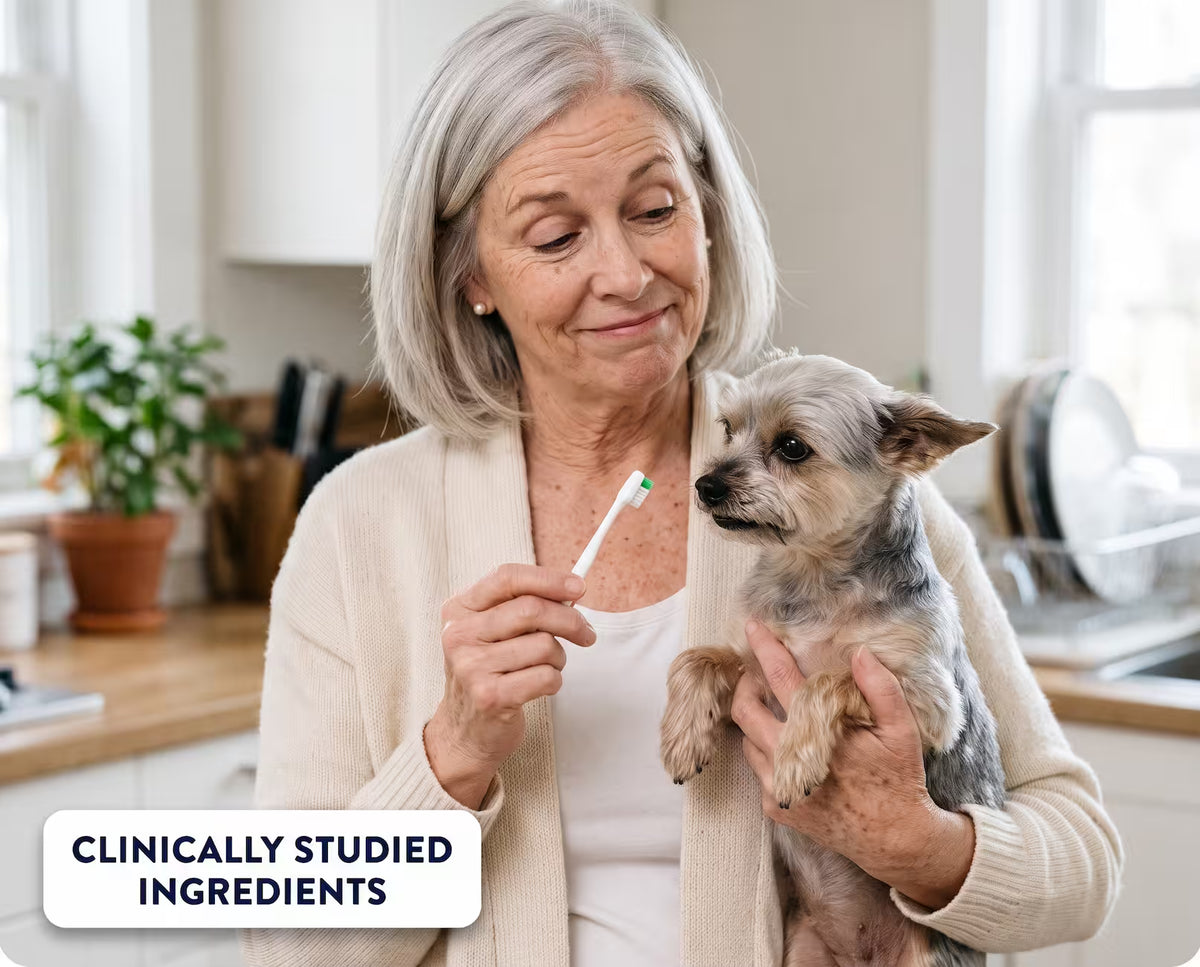 A senior Yorkie turning away from the toothbrush