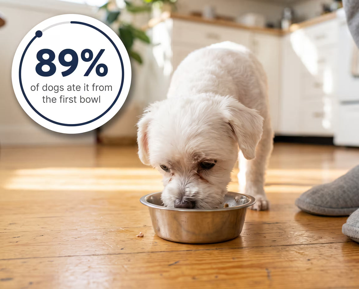 A Maltese eating from its bowl