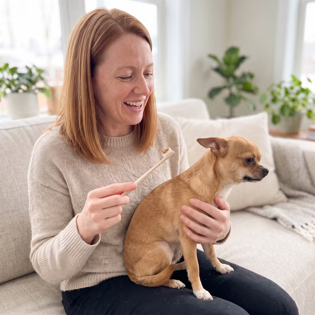 A Chihuahua turns his head away from a toothbrush with peanut butter on it