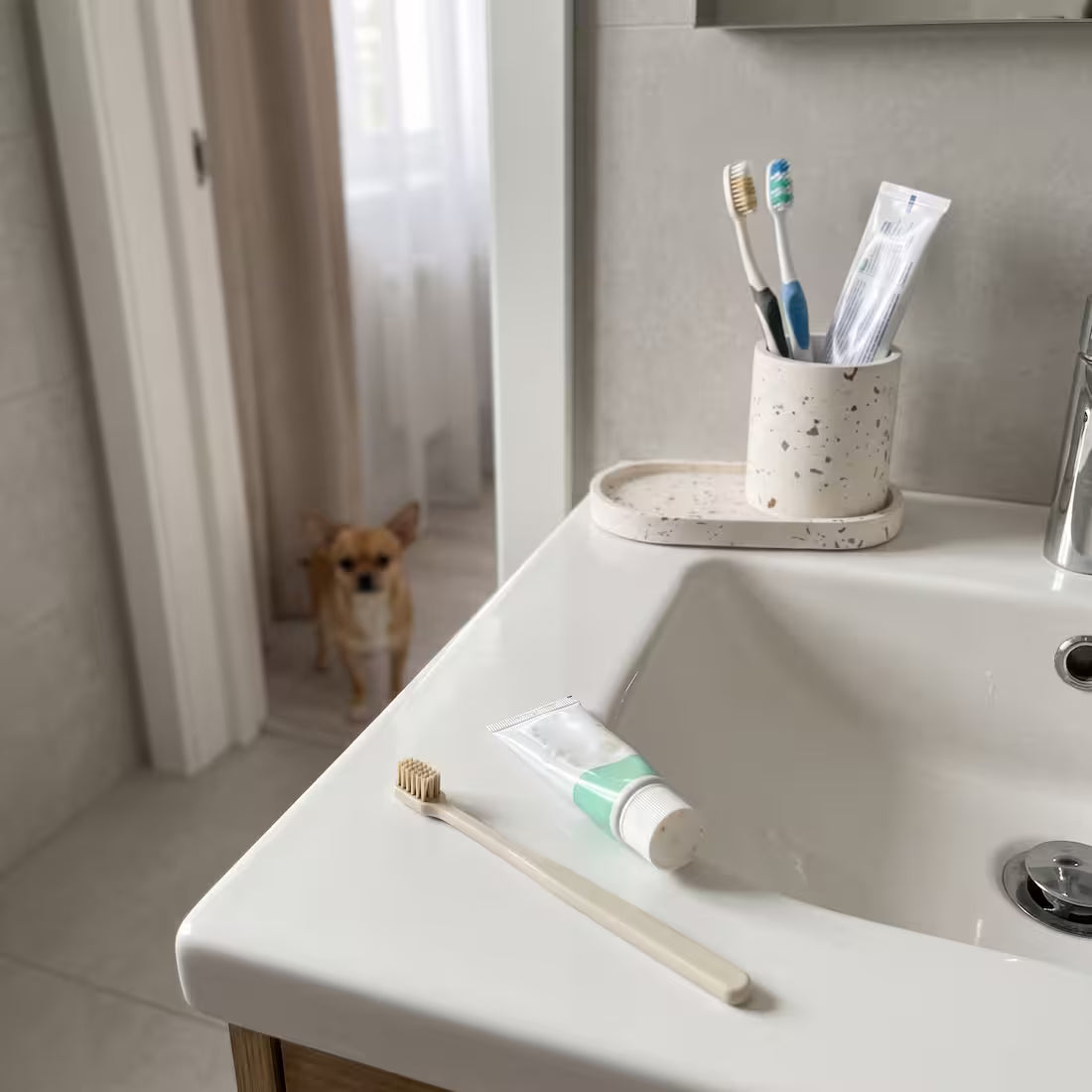 A dry dog toothbrush and toothpaste by the bathroom sink, the Chihuahua in the doorway