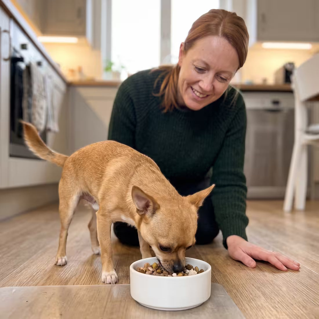A Chihuahua eats his dinner while his owner kneels beside him smiling
