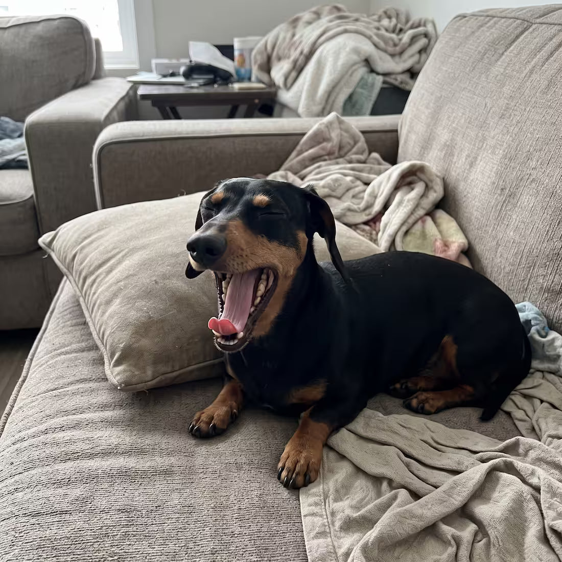 A small dachshund mid-yawn on the sofa showing a mouthful of big teeth
