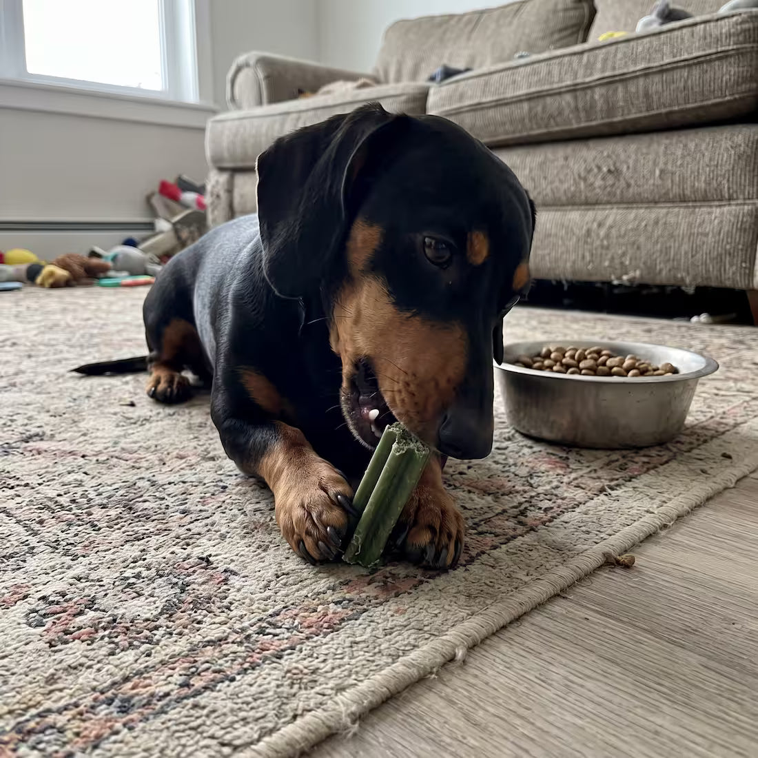 A dachshund chews a green dental stick beside his bowl of kibble
